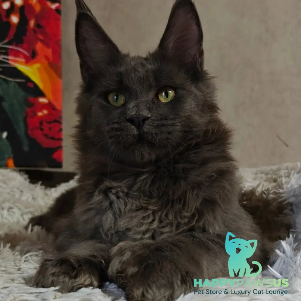 Zefir Maine Coon polydactyl 6x6x6x6 male blue - live animals