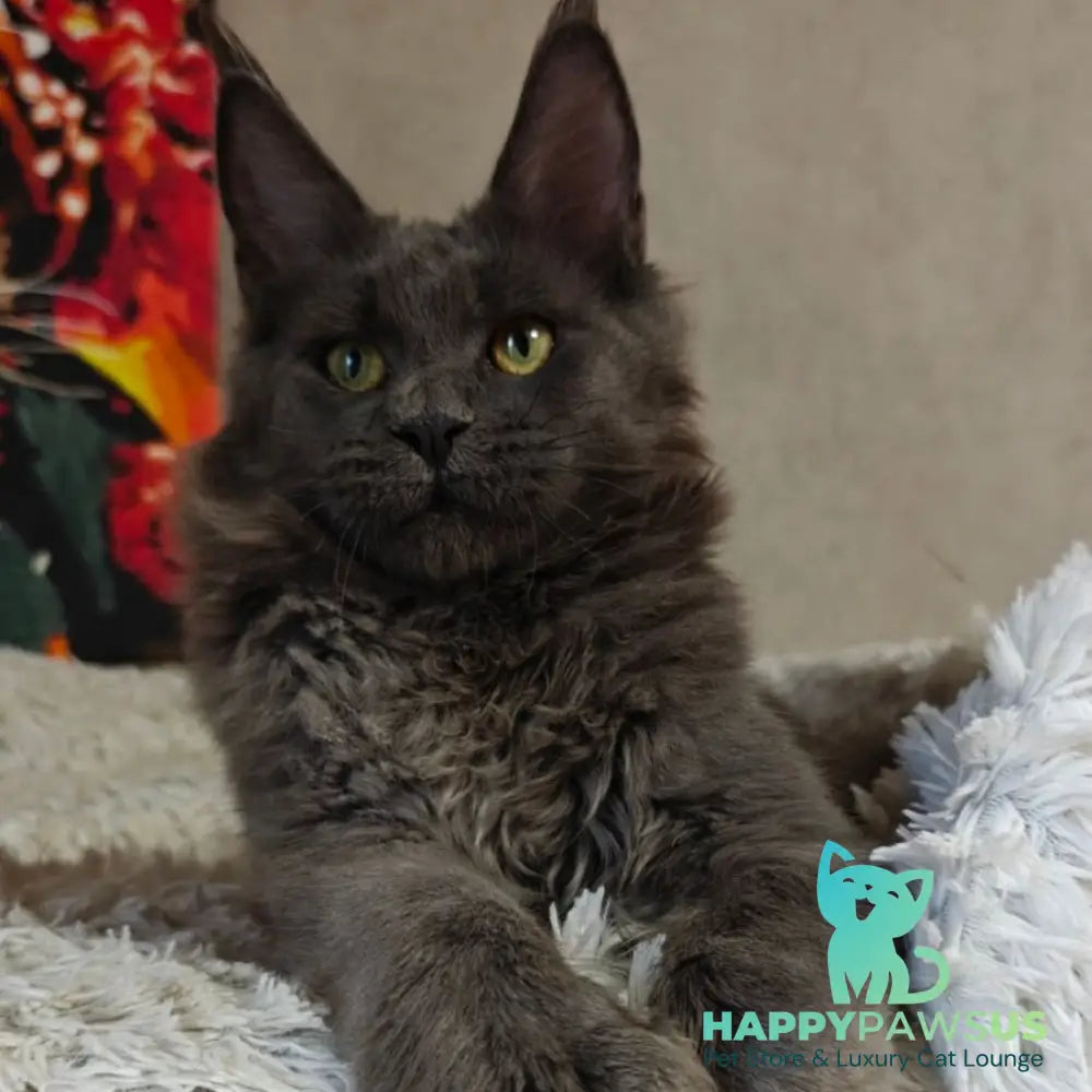 Zefir Maine Coon polydactyl 6x6x6x6 male blue - live animals