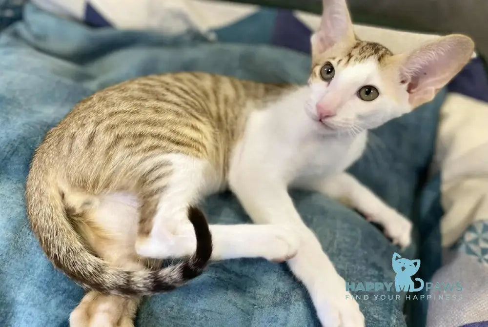 Zefir Oriental Shorthair male chocolate spotted tabby bicolour live animals