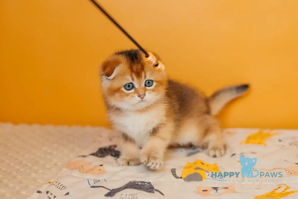 Zefir Scottish Fold female black golden ticked tabby live animals