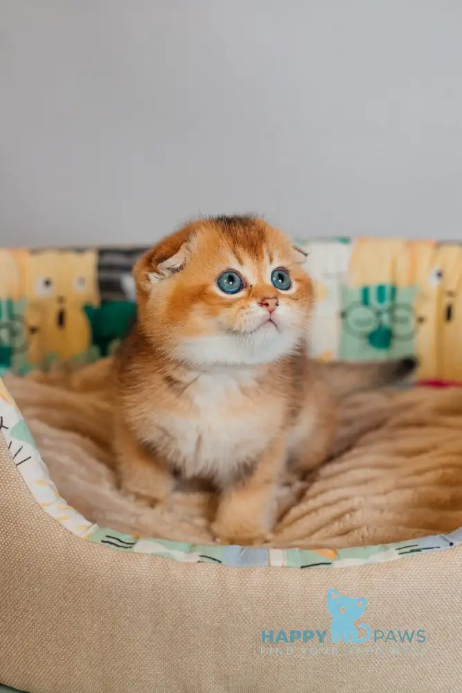 Zefir Scottish Fold female black golden ticked tabby live animals