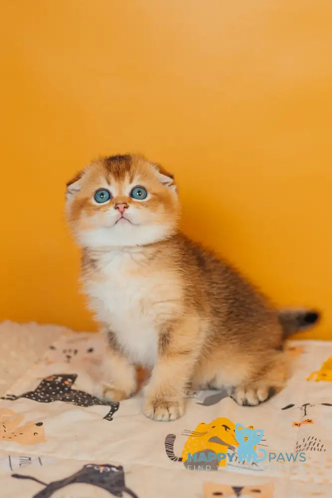 Zefir Scottish Fold female black golden ticked tabby live animals