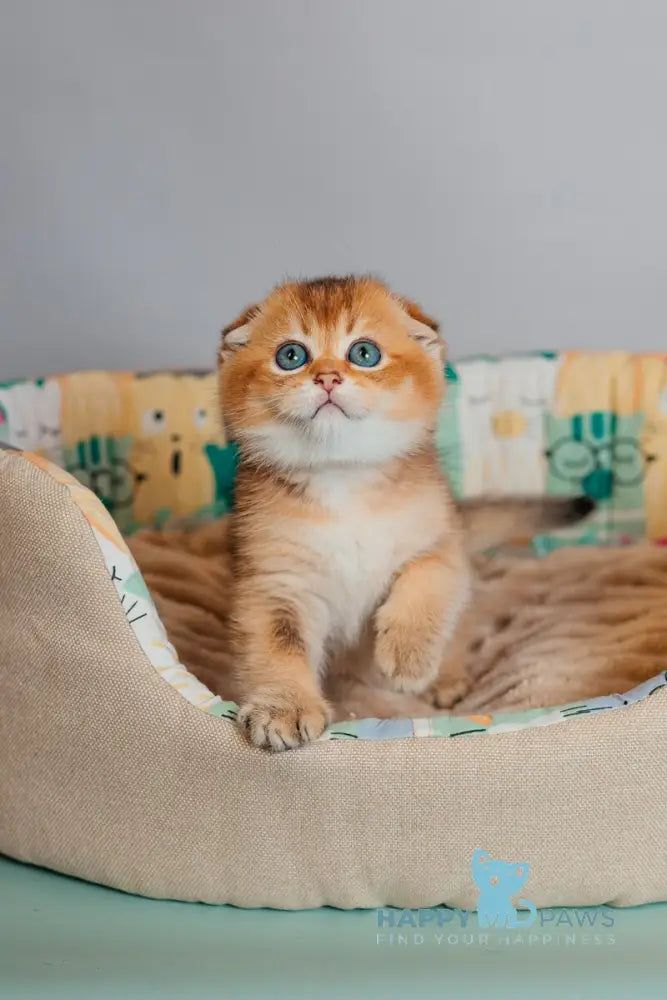 Zefir Scottish Fold female black golden ticked tabby live animals