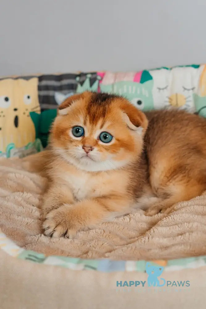 Zefir Scottish Fold female black golden ticked tabby live animals