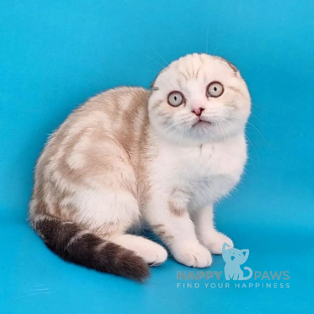 Zefir Scottish Fold male chocolate silver tabby pointed bicolour live animals