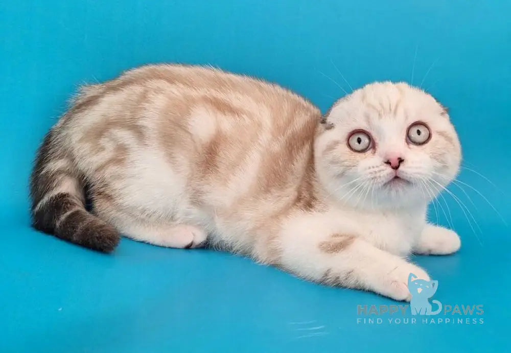 Zefir Scottish Fold male chocolate silver tabby pointed bicolour live animals
