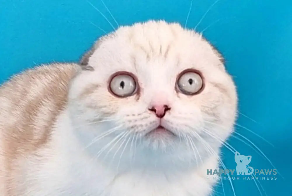 Zefir Scottish Fold male chocolate silver tabby pointed bicolour live animals