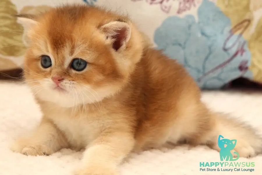 Zefir Scottish Straight male black golden shaded - live animals