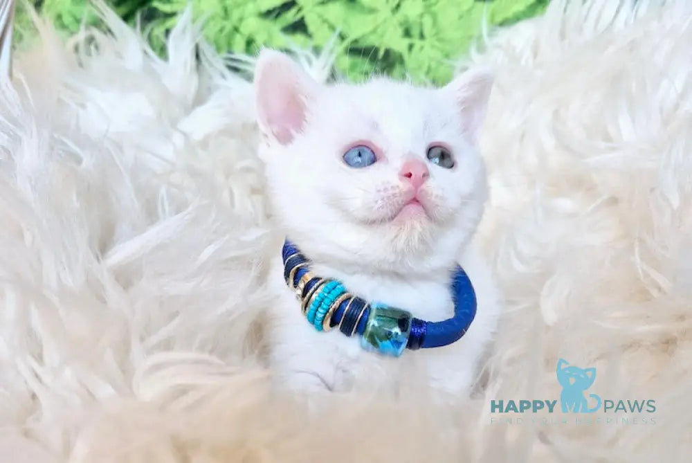 Zefir Scottish Straight male white live animals