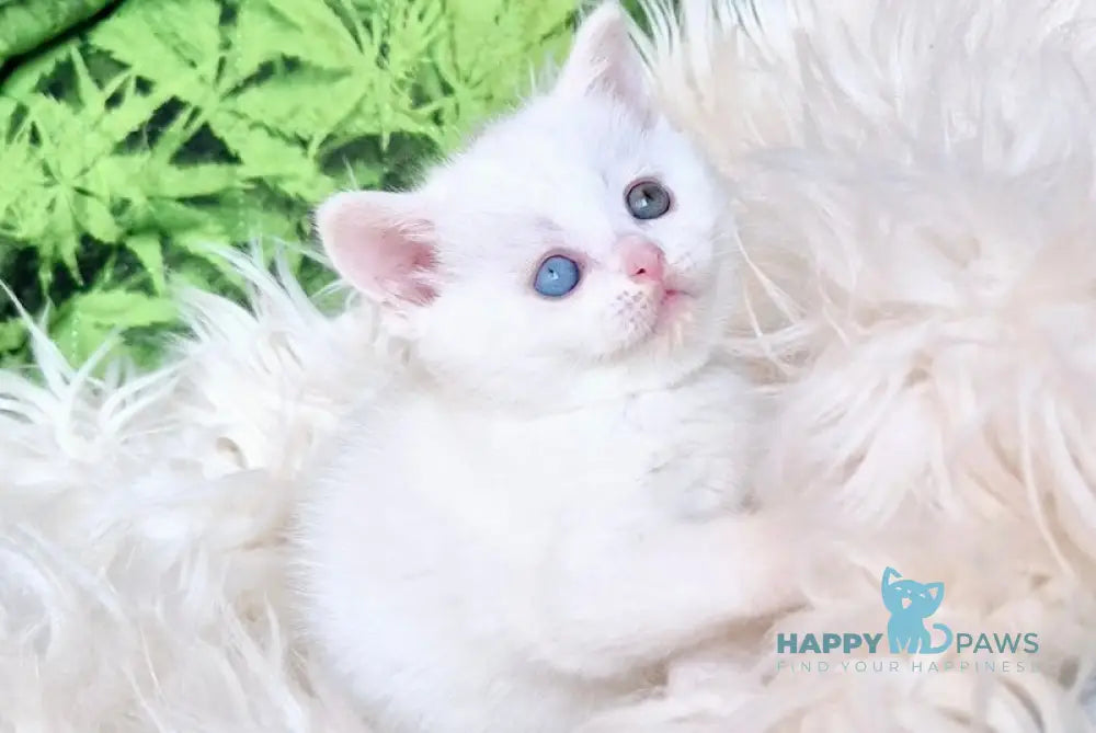 Zefir Scottish Straight male white live animals