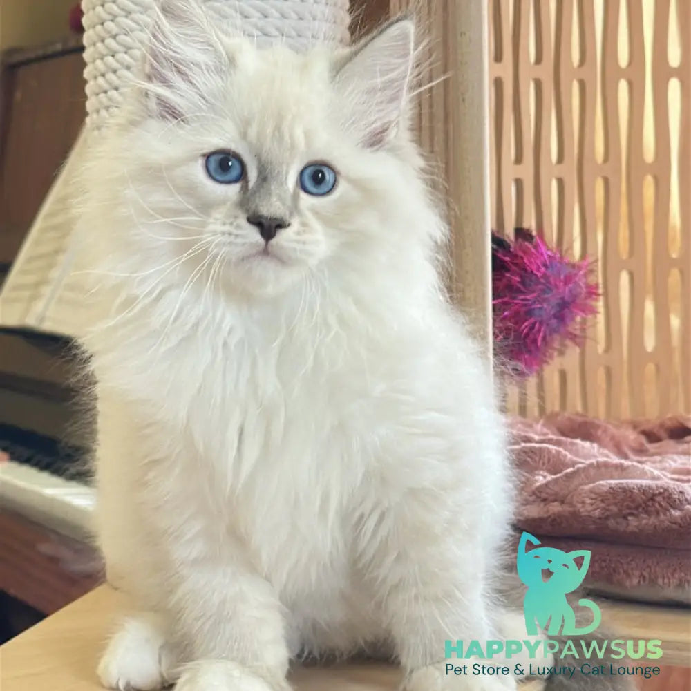 Zefir Siberian male blue tabby pointed bicolour - live animals