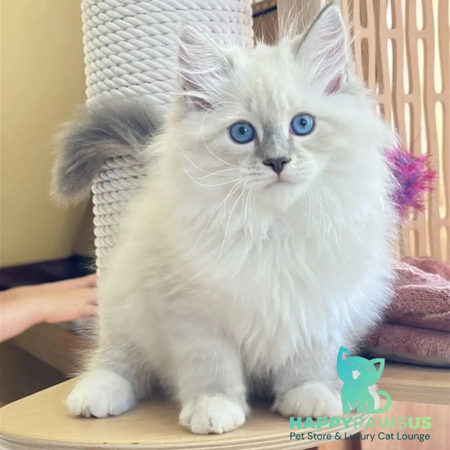 Zefir Siberian male blue tabby pointed bicolour - live animals