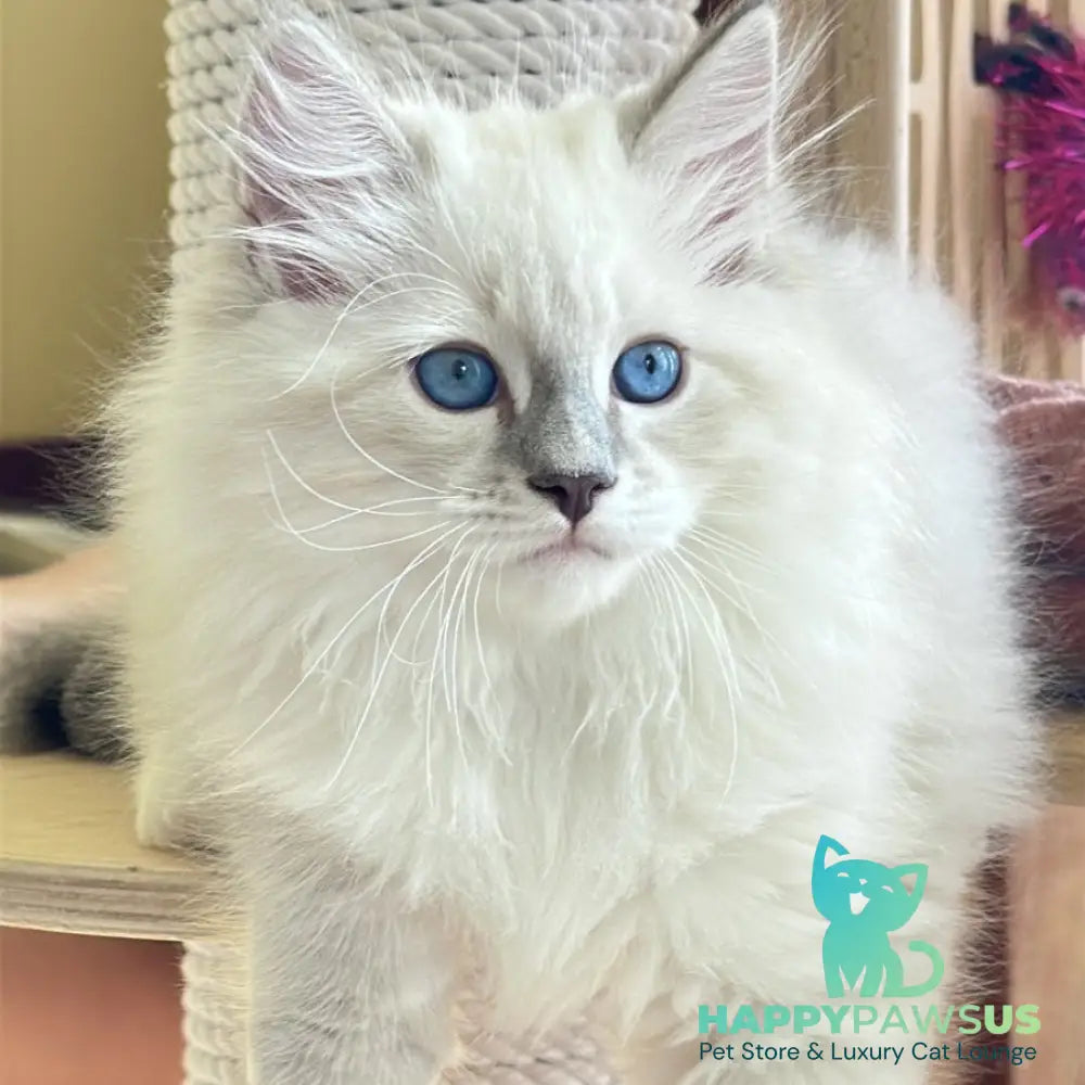 Zefir Siberian male blue tabby pointed bicolour - live animals