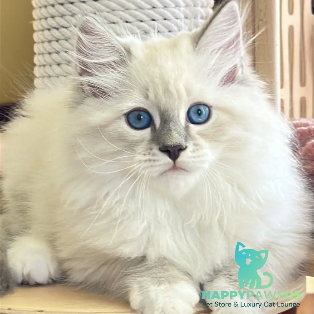 Zefir Siberian male blue tabby pointed bicolour - live animals