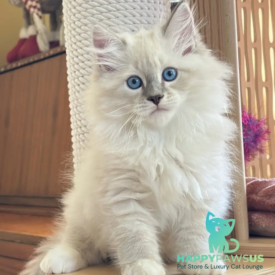 Zefir Siberian male blue tabby pointed bicolour - live animals