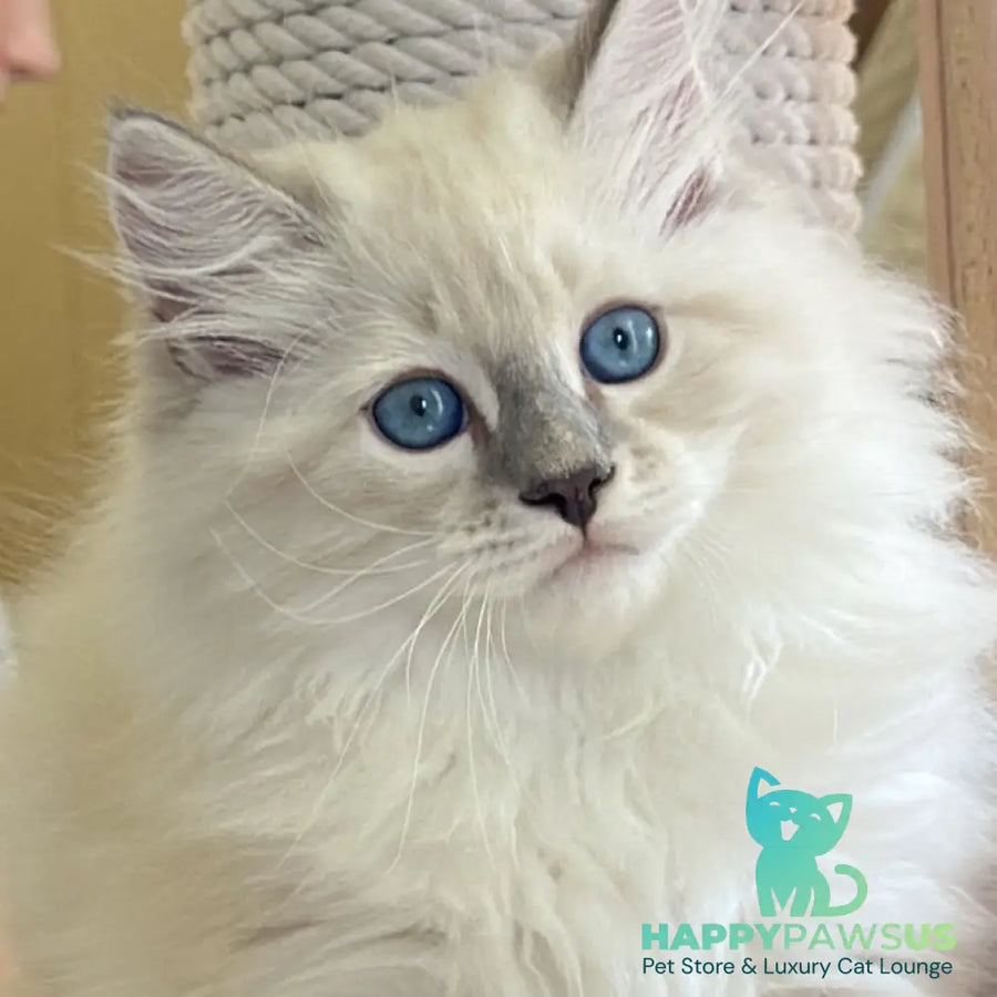 Zefir Siberian male blue tabby pointed bicolour - live animals