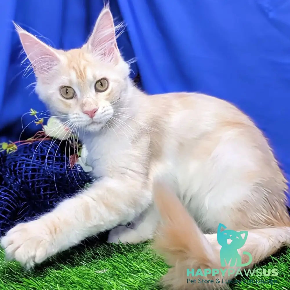 Zefirka Maine Coon female red silver tabby - live animals