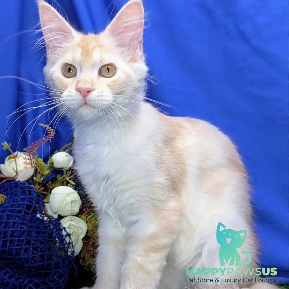 Zefirka Maine Coon female red silver tabby - live animals