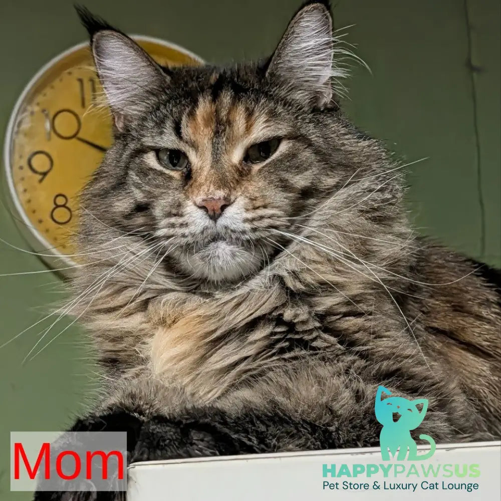 Zefirka Maine Coon female red silver tabby - live animals