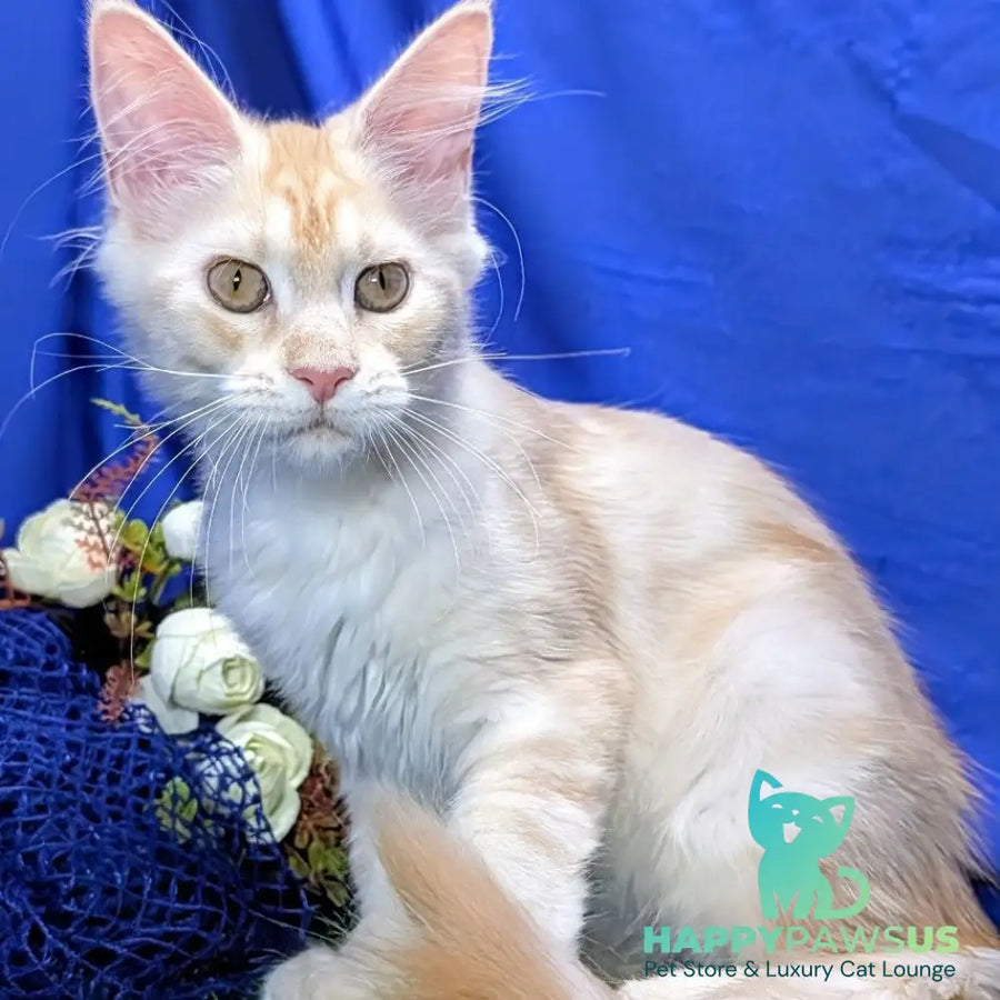 Zefirka Maine Coon female red silver tabby - live animals