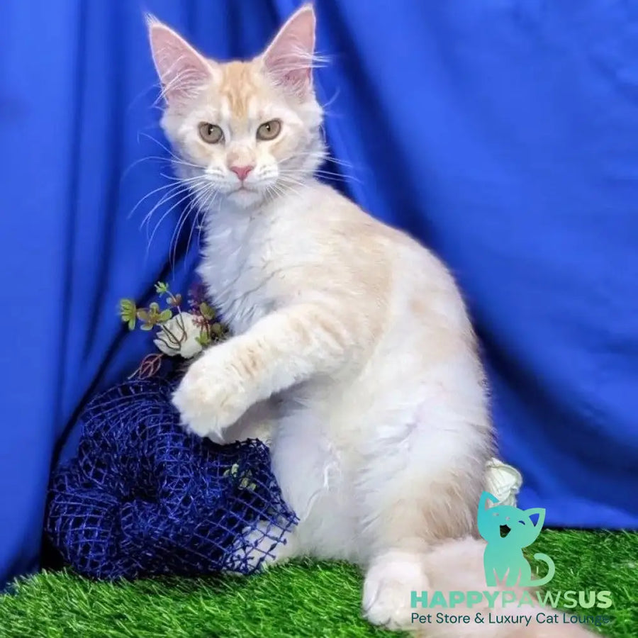Zefirka Maine Coon female red silver tabby - live animals