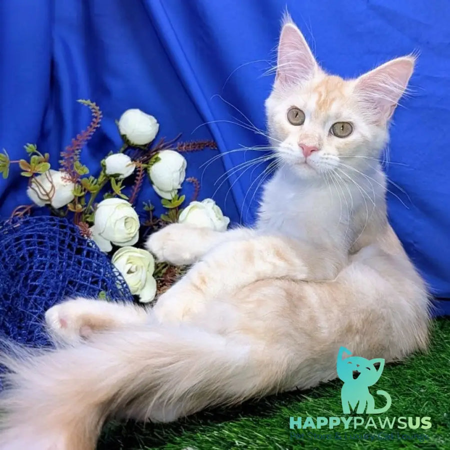 Zefirka Maine Coon female red silver tabby - live animals
