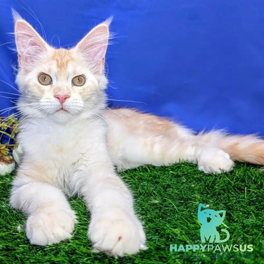 Zefirka Maine Coon female red silver tabby - live animals
