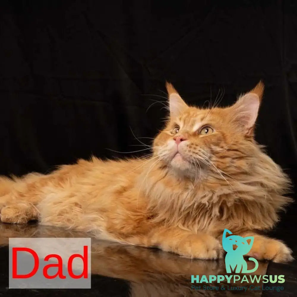 Zefirka Maine Coon female red silver tabby - live animals