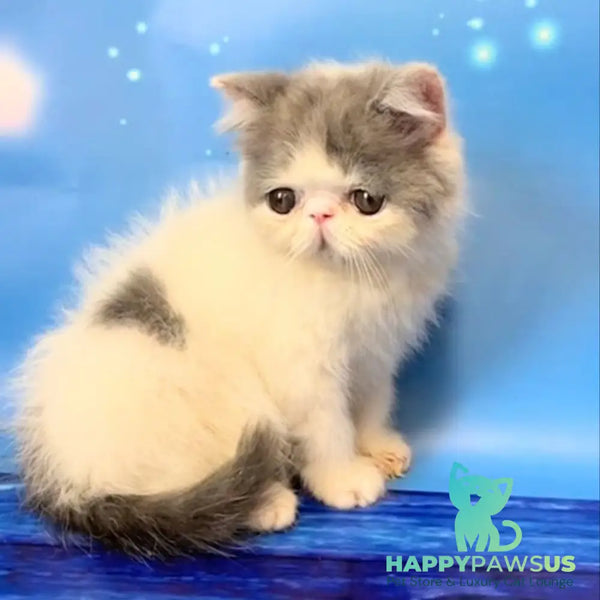 Zefs Exotic male blue van - live animals