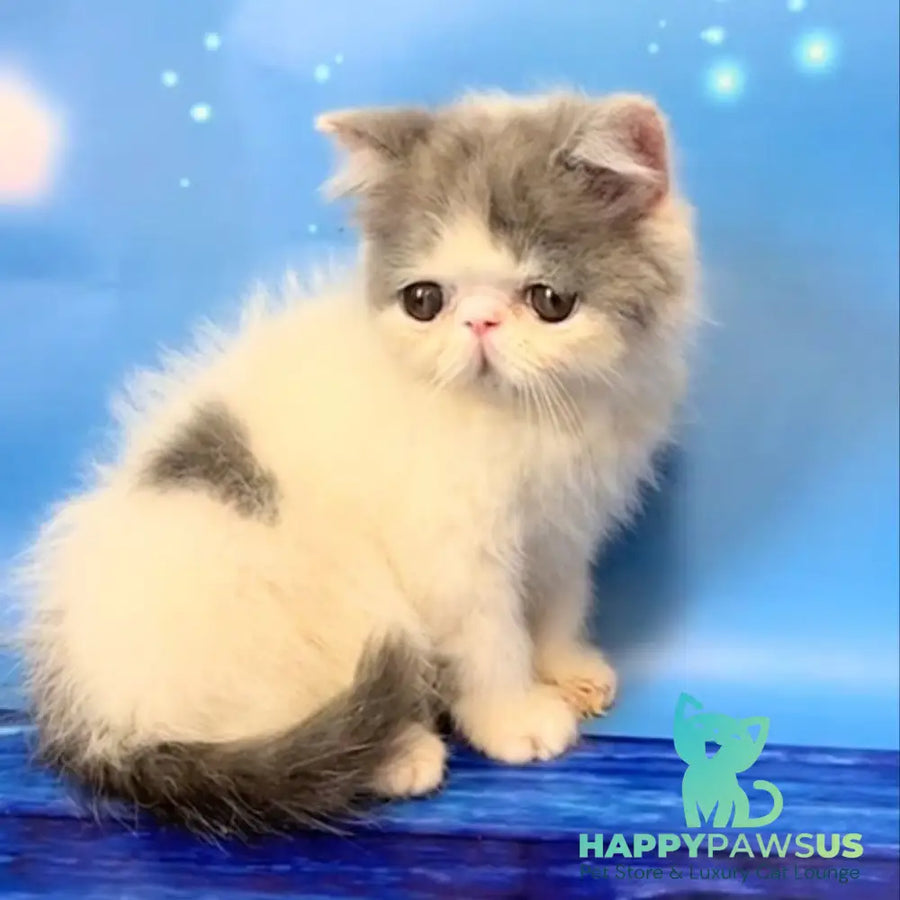 Zefs Exotic male blue van - live animals