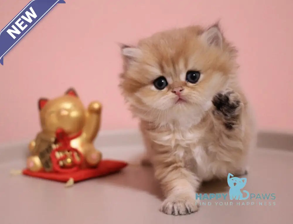 Zefyrka British Longhair female chocolate golden shaded live animals