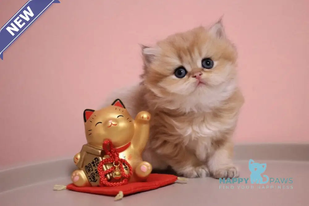 Zefyrka British Longhair female chocolate golden shaded live animals