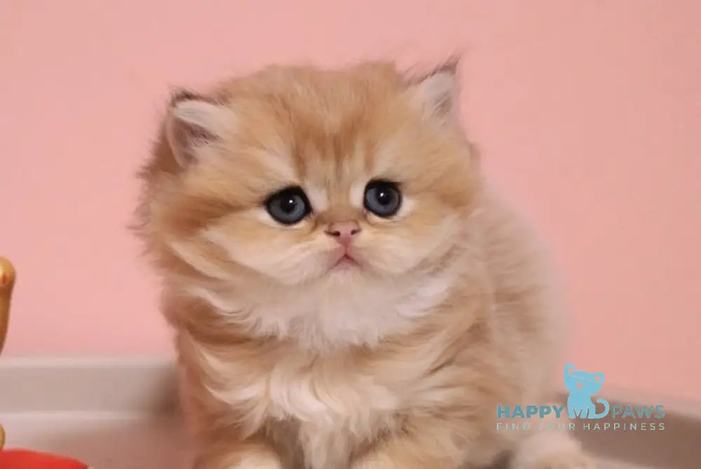 Zefyrka British Longhair female chocolate golden shaded live animals
