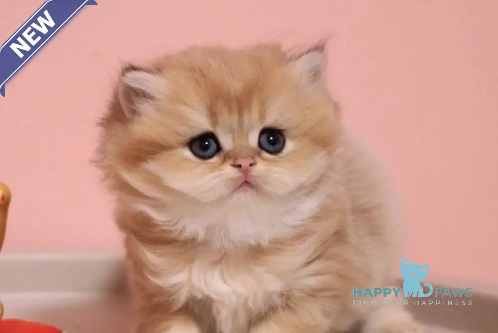 Zefyrka British Longhair female chocolate golden shaded live animals