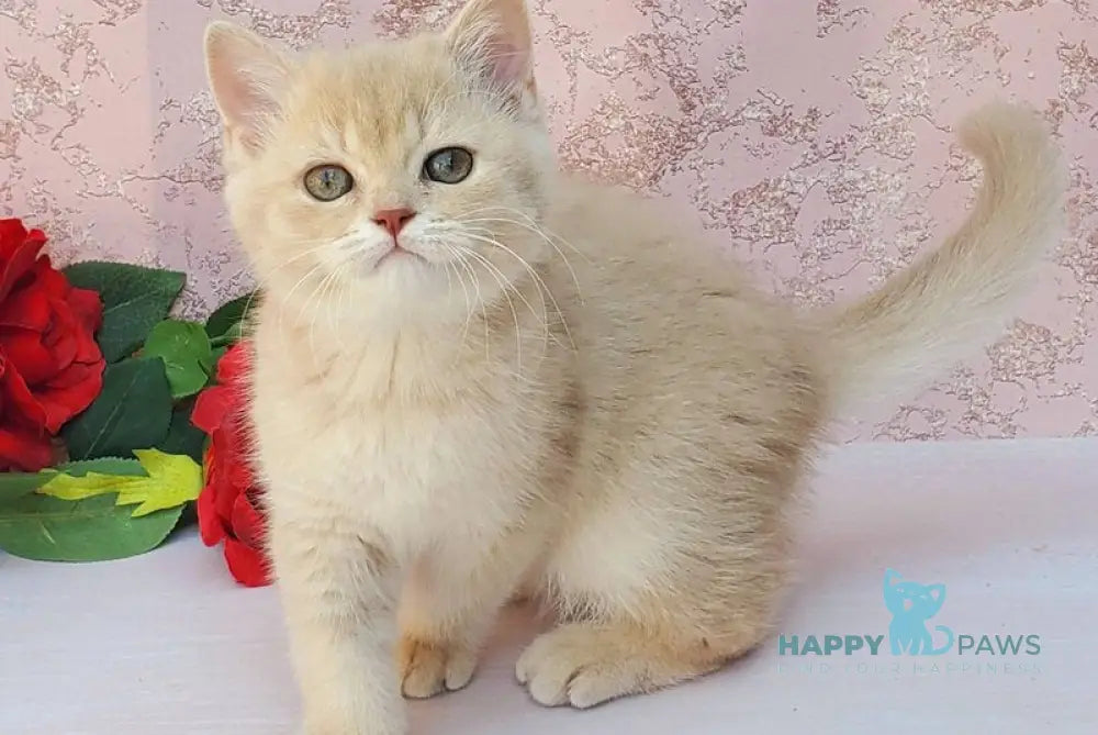 Zefyrka British Shorthair female lilac golden shaded live animals
