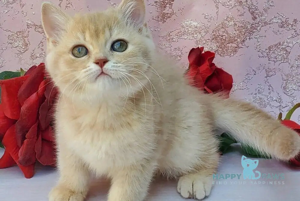 Zefyrka British Shorthair female lilac golden shaded live animals