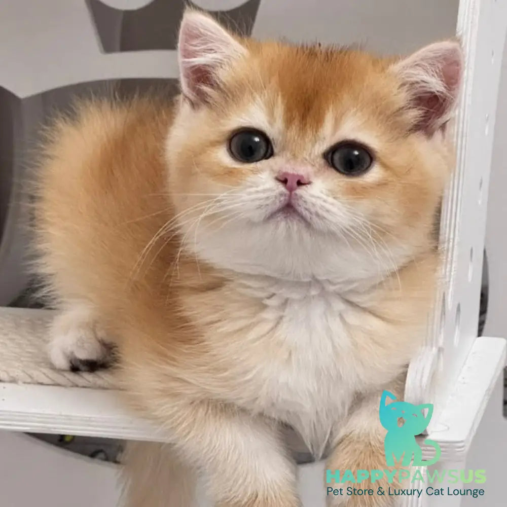 Zein British Shorthair male chocolate golden chinchilla - live animals