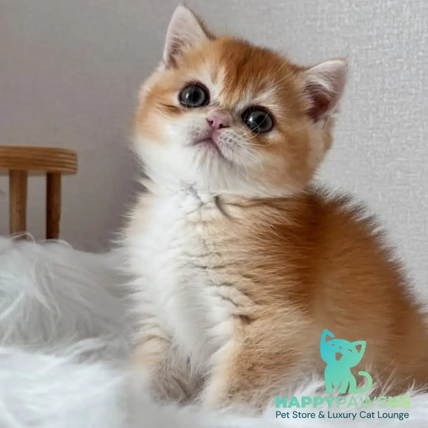 Zein British Shorthair male chocolate golden chinchilla - live animals