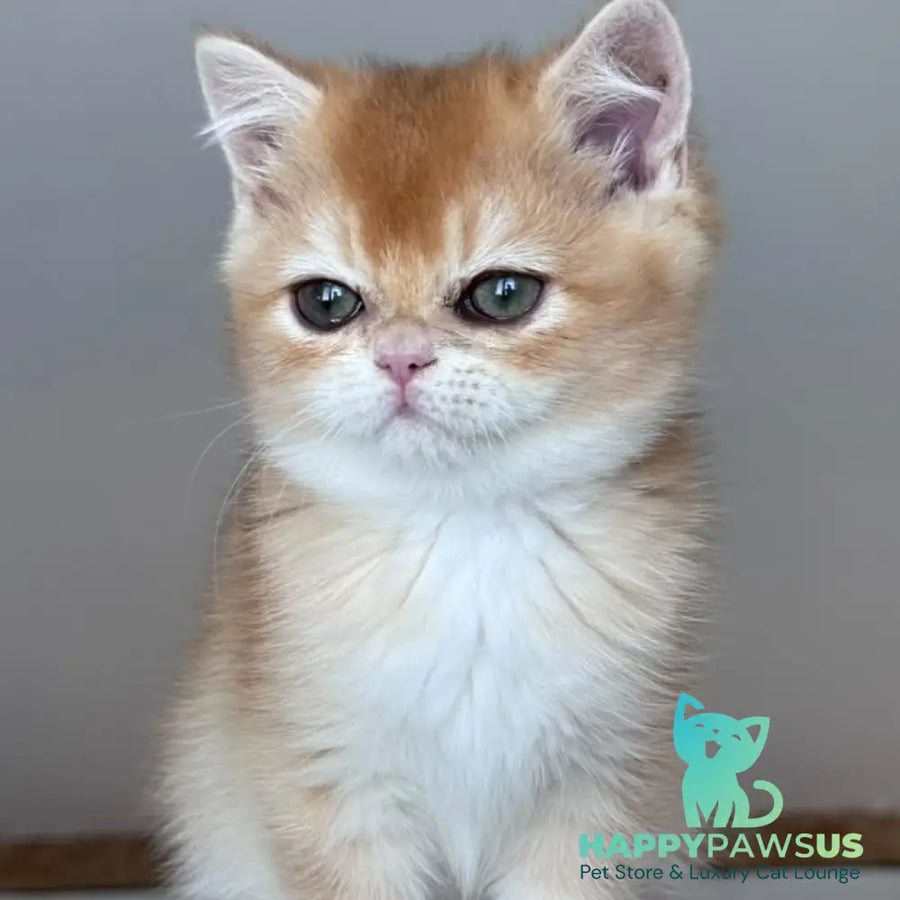 Zein British Shorthair male chocolate golden chinchilla - live animals