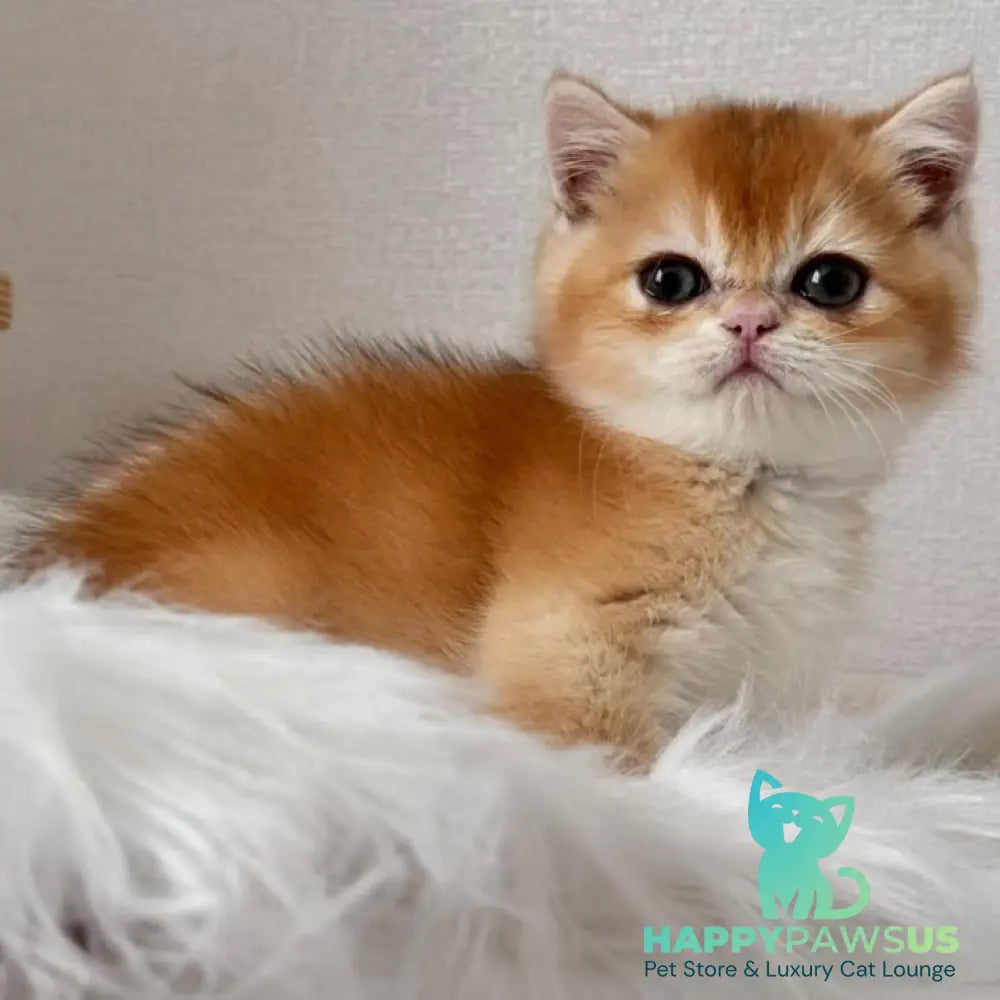 Zein British Shorthair male chocolate golden chinchilla - live animals