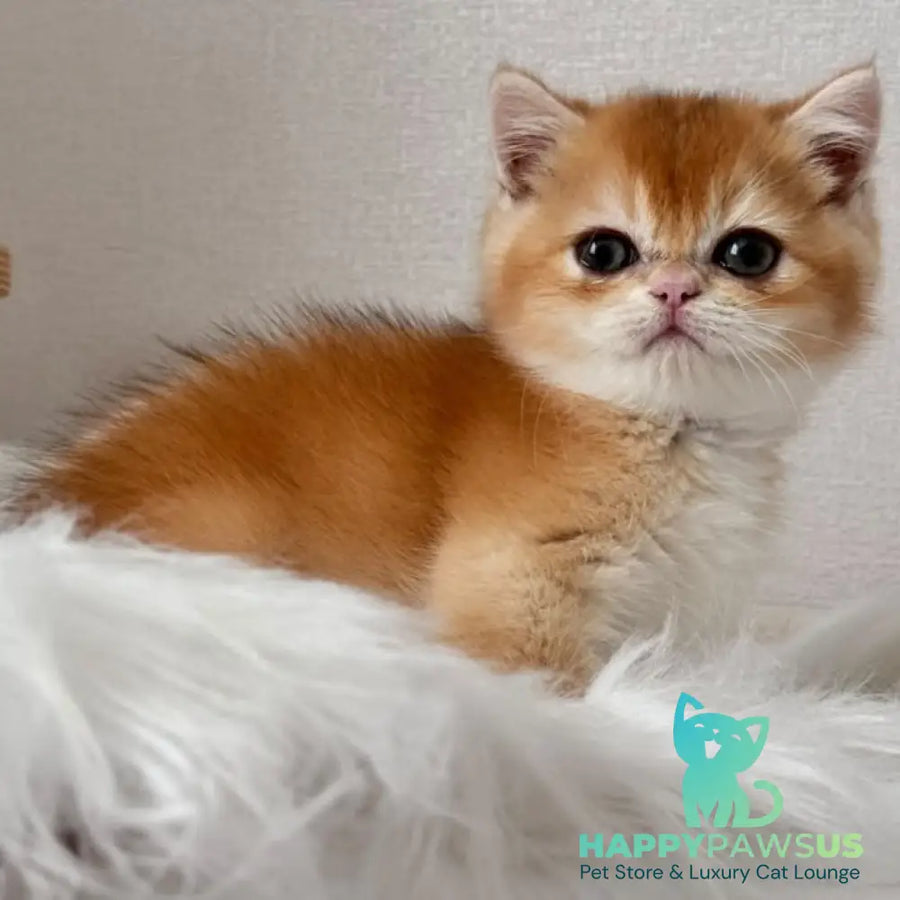 Zein British Shorthair male chocolate golden chinchilla - live animals