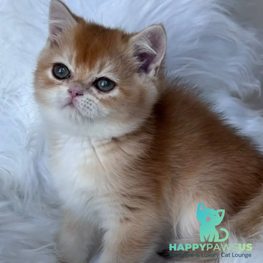 Zein British Shorthair male chocolate golden chinchilla - live animals