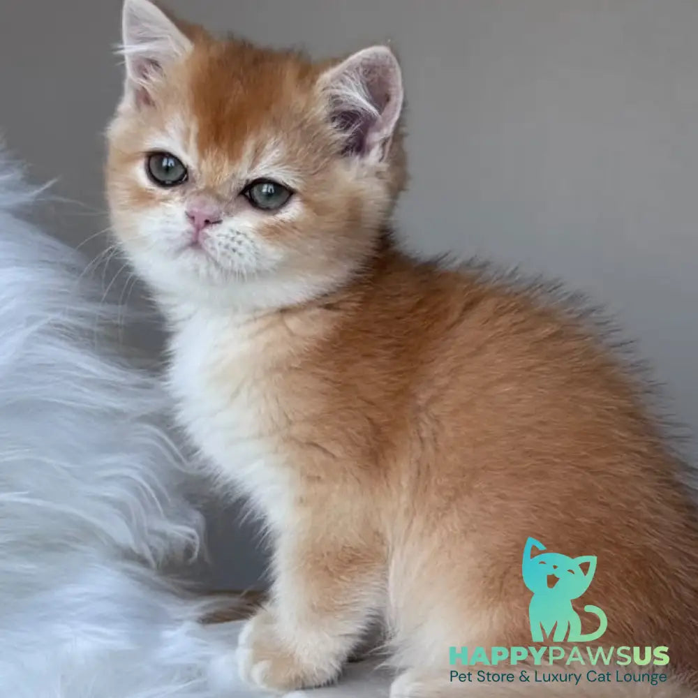 Zein British Shorthair male chocolate golden chinchilla - live animals