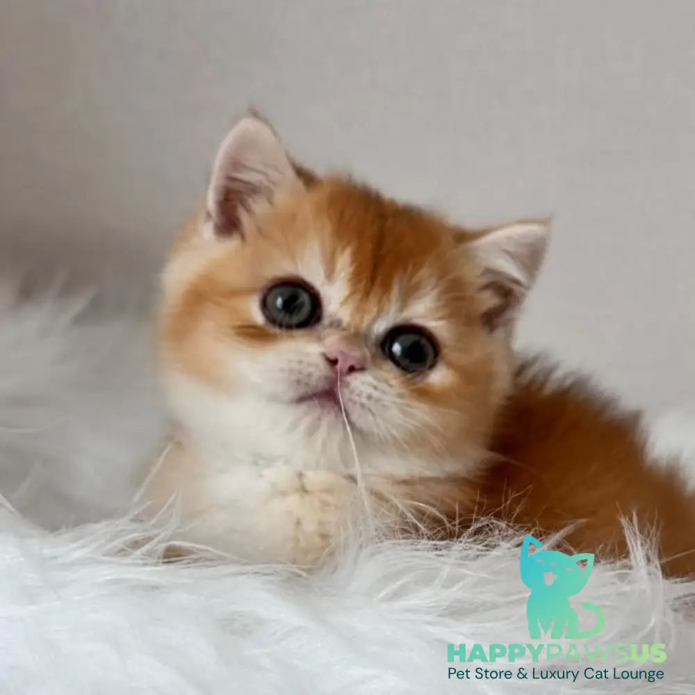 Zein British Shorthair male chocolate golden chinchilla - live animals