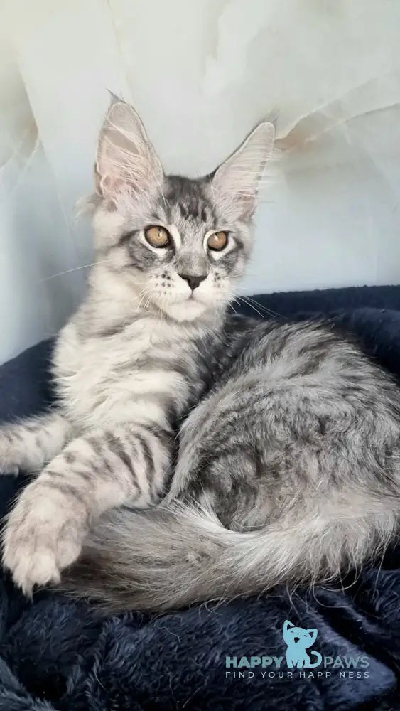 Zelan Maine Coon male black silver spotted tabby live animals