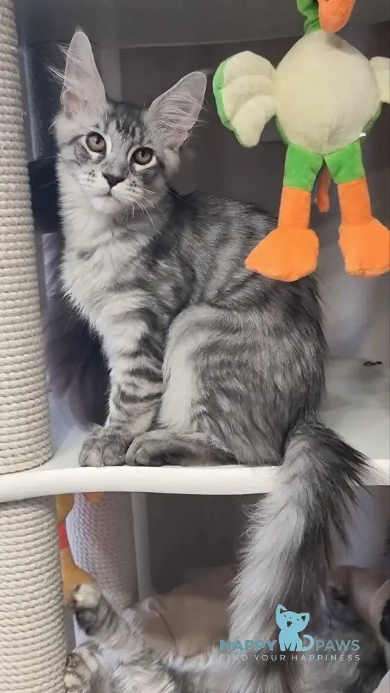 Zelan Maine Coon male black silver spotted tabby live animals