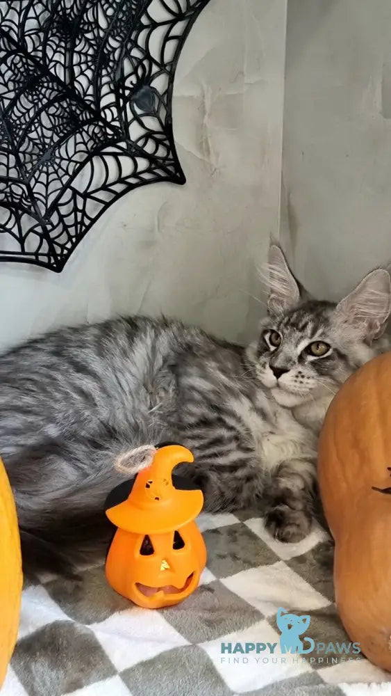 Zelan Maine Coon male black silver spotted tabby live animals