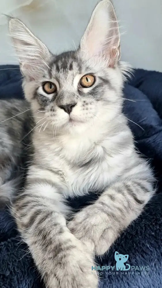 Zelan Maine Coon male black silver spotted tabby live animals