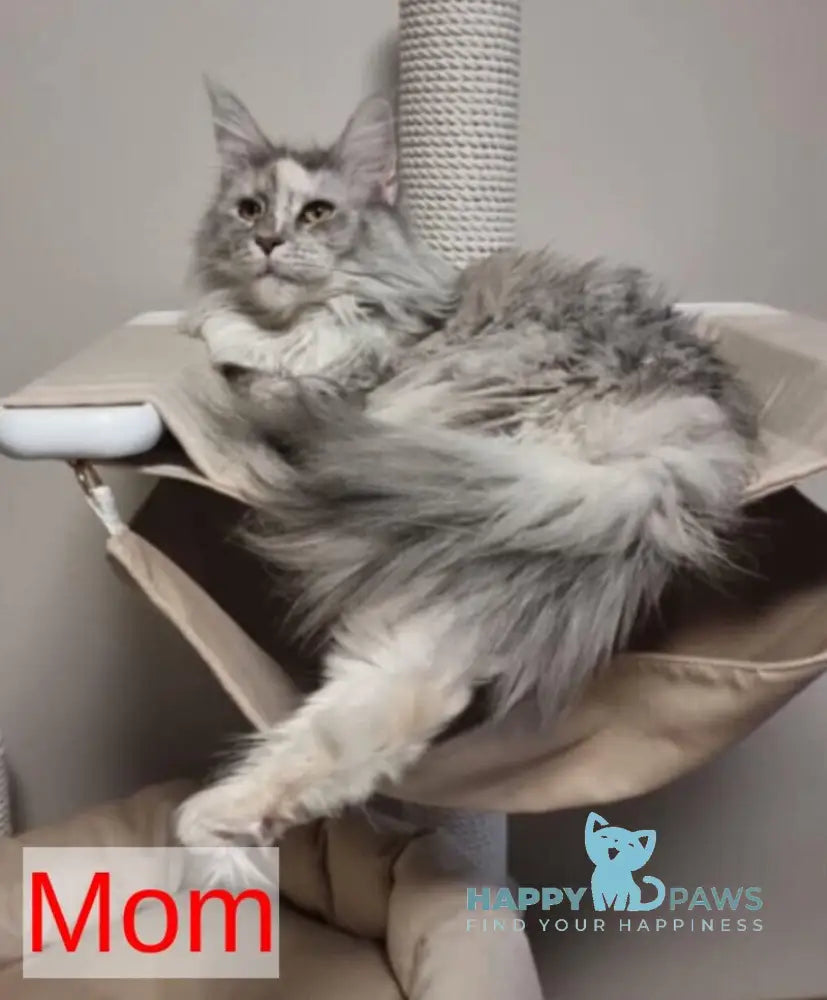 Zelan Maine Coon male black silver spotted tabby live animals