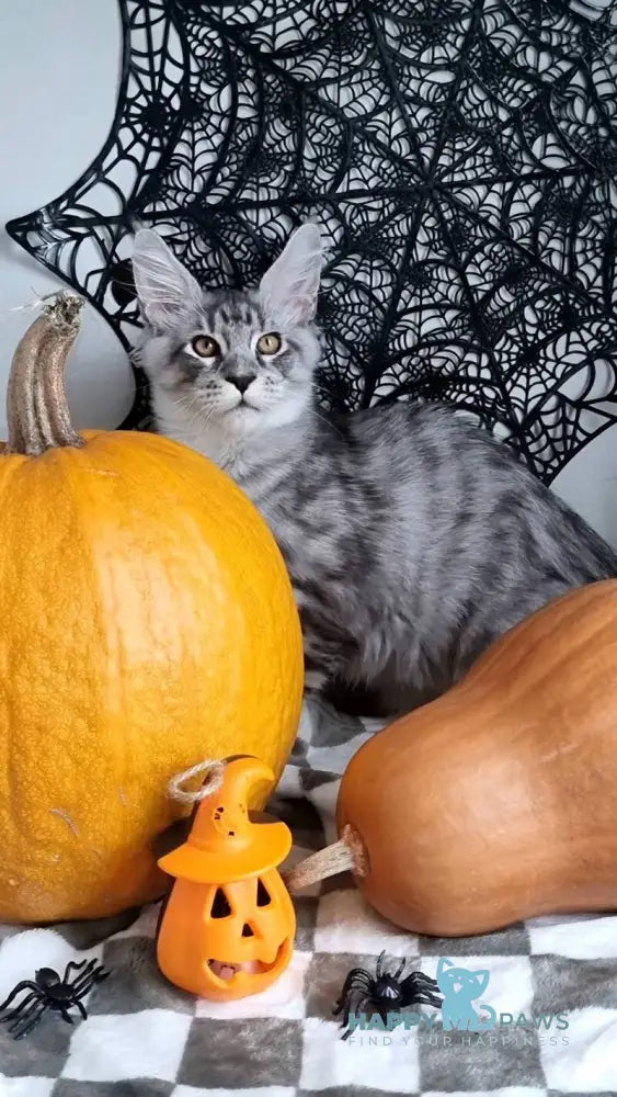 Zelan Maine Coon male black silver spotted tabby live animals